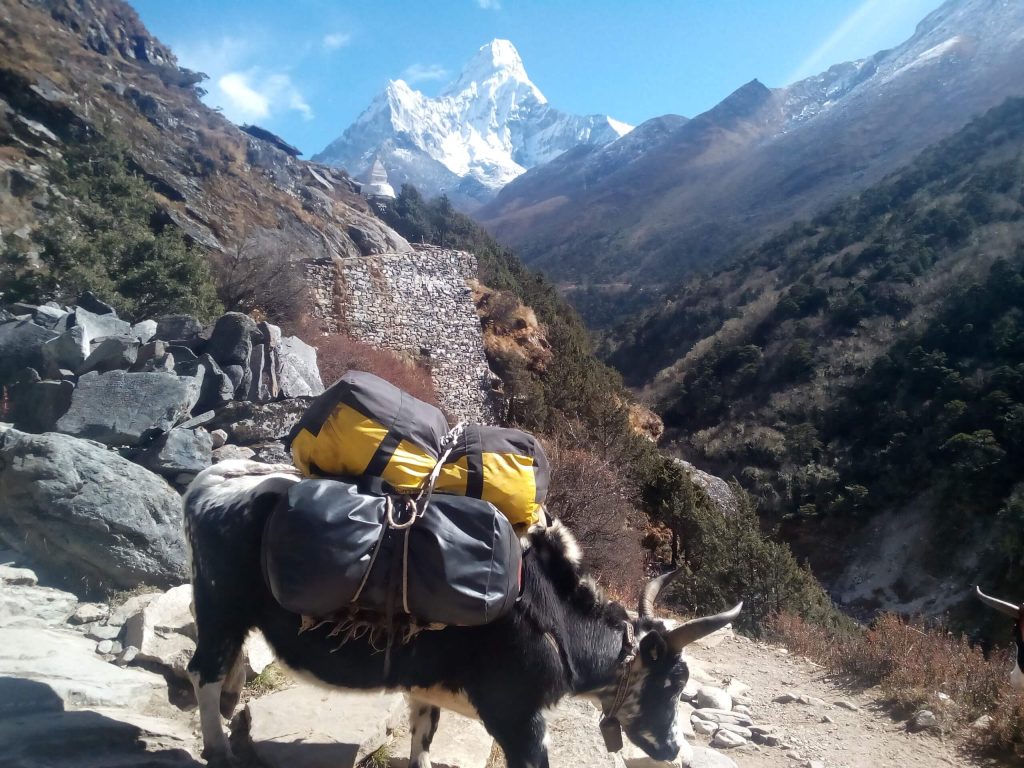 yak-carrying-bags-background-amadablam